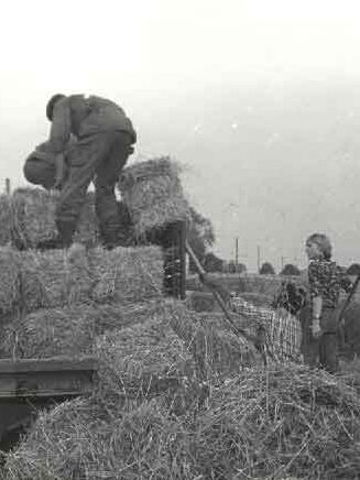 Cuma, l'entraide entre agriculteurs