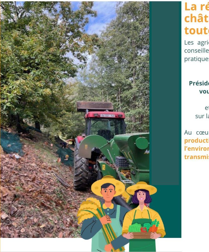 recolte chataigne