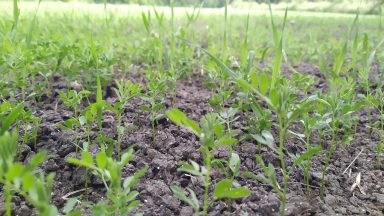 bruche lentilles