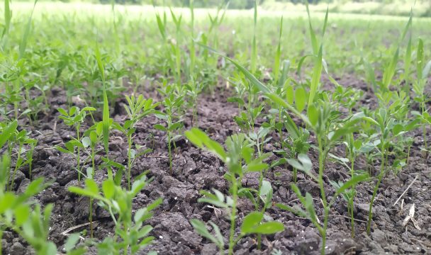 bruche lentilles